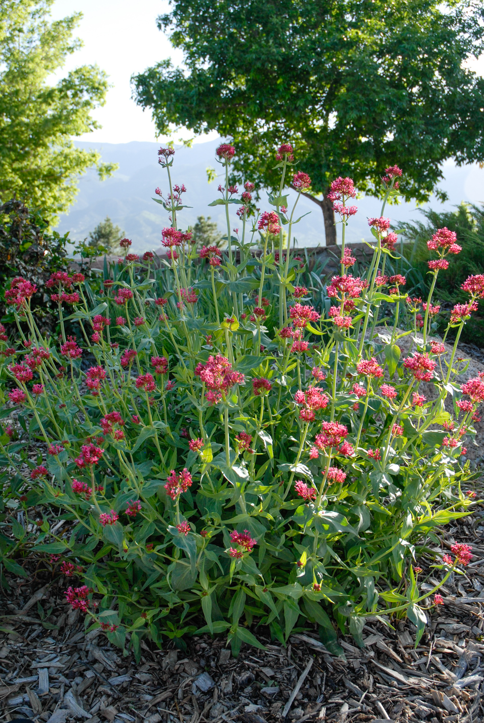 Red Valerian